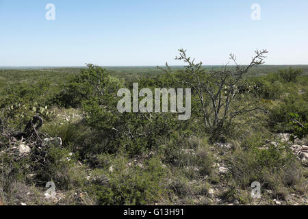 Le sol du désert du plateau d'Edwards dans le lac Amistad Recreation Area près de Del Rio, Texas. Banque D'Images