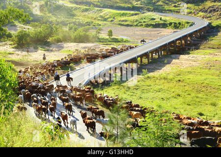 Droving une foule de bétail à travers le Burnett River près de Eidsvold, Queensland, Australie au cours d'un transport de bétail. Banque D'Images