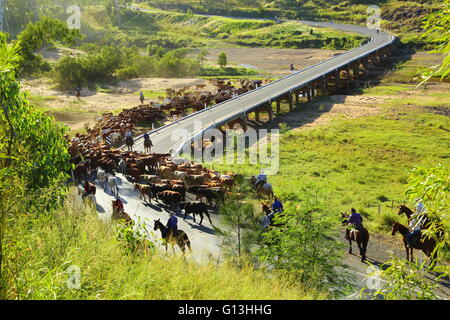 Droving une foule de bétail à travers le Burnett River près de Eidsvold, Queensland, Australie au cours d'un transport de bétail. Banque D'Images