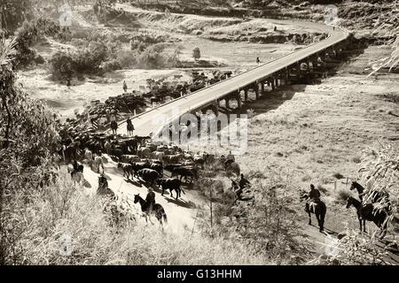 Droving une foule de bétail à travers le Burnett River près de Eidsvold, Queensland, Australie au cours d'un transport de bétail. Banque D'Images