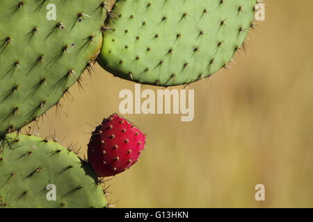 Un cactus (Opuntia) genre sur le point de fleur. Banque D'Images