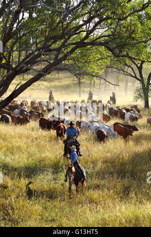 Un guide de bouviers mob sur bovins 'Eidsvold Station' près de Eidsvold, Queensland, Australie au cours d'un transport de bétail. Banque D'Images