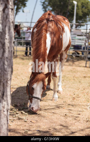 Le blanc et le Brun pinto horse broute sur le foin dans la basse-cour sur une ferme. Banque D'Images