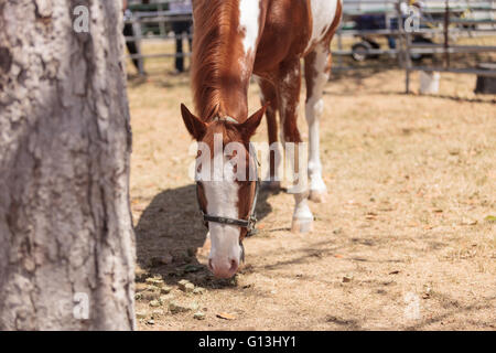 Le blanc et le Brun pinto horse broute sur le foin dans la basse-cour sur une ferme. Banque D'Images