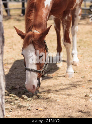 Le blanc et le Brun pinto horse broute sur le foin dans la basse-cour sur une ferme. Banque D'Images