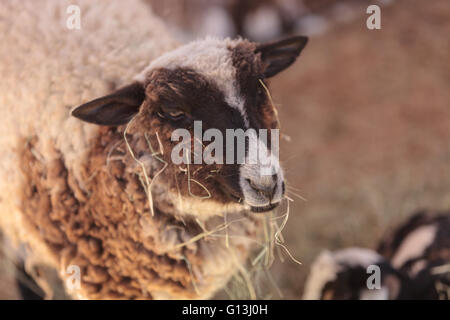 Brebis Texel brun et blanc broute sur le foin dans une zone de basse-cour dans une ferme. Banque D'Images