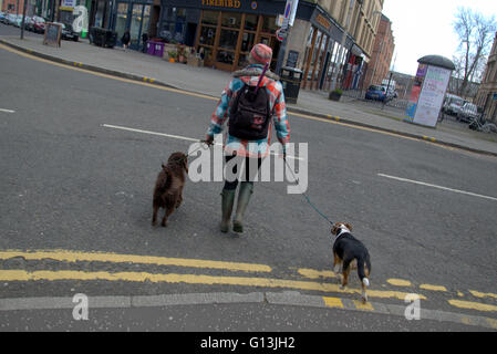 Chien coloré walker à Finnieston, Glasgow, Ecosse, Royaume-Uni Banque D'Images