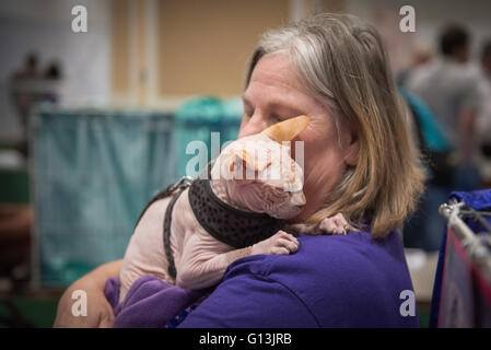 Dudley le sphinx à tête chauve chat mâle au National Pet Show au centre Excel 7 mai 2016 à Londres, Royaume-Uni Banque D'Images