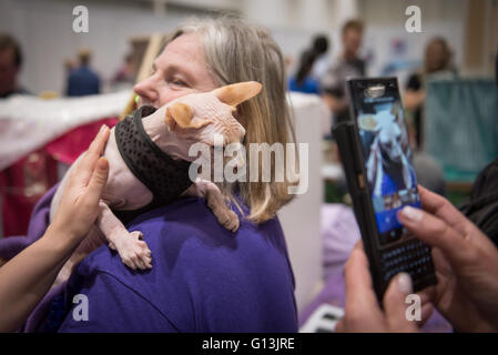 Dudley le sphinx à tête chauve chat mâle au National Pet Show au centre Excel 7 mai 2016 à Londres, Royaume-Uni Banque D'Images