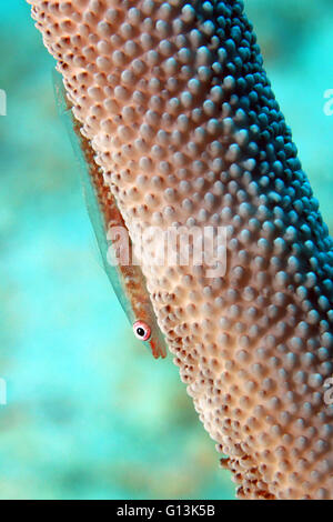 Corail fouet (Bryaninops Yongei) sur un whip Coral. Gam, Raja Ampat, Indonésie Banque D'Images