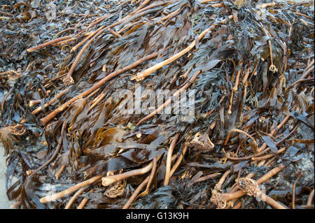 Les laminaires sont les grandes algues marines (algues) appartenant à l'algues brunes (Phaeophyceae) dans l'ordre Laminariales. Banque D'Images