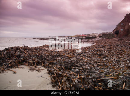 La ligne d'hiver à Dunbar sur la côte d'East Lothian en Écosse montrant de grandes quantités d'algues laminaires Banque D'Images