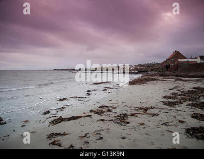 La ligne d'hiver à Dunbar sur la côte d'East Lothian en Écosse montrant de grandes quantités d'algues laminaires Banque D'Images