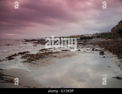 La ligne d'hiver à Dunbar sur la côte d'East Lothian en Écosse montrant de grandes quantités d'algues laminaires Banque D'Images