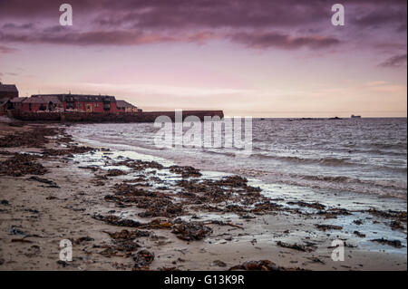 La ligne d'hiver à Dunbar sur la côte d'East Lothian en Écosse montrant de grandes quantités d'algues laminaires Banque D'Images