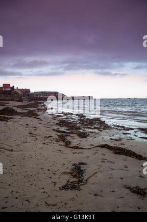 La ligne d'hiver à Dunbar sur la côte d'East Lothian en Écosse montrant de grandes quantités d'algues laminaires Banque D'Images