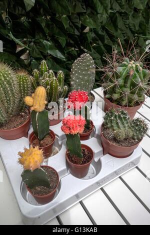 Une variété de cactus sur la table Banque D'Images