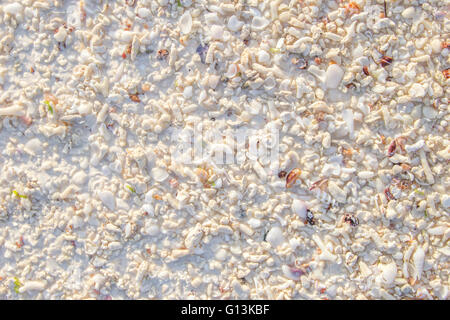 Vue sur arrière-plan d'un coquillage soleil plage tropicale avec sable blanc. Peut être utilisé comme texture Banque D'Images