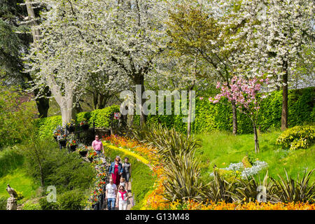 8e mai 2016. Couleur de printemps dans le jardin de Dingle dans la carrière à Shrewsbury dans le Shropshire, Angleterre, Banque D'Images