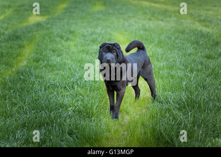 Beau vieux chien sharpei Banque D'Images