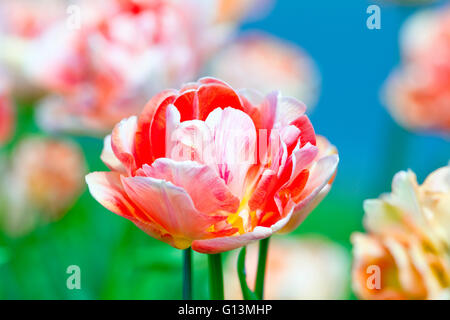 Gros plan du Tulip fleur à fleurir au printemps Banque D'Images