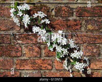 White clematis fleurs escalade un mur de brique rouge Banque D'Images