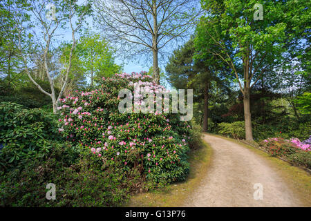 Jolie rose au blanc rhododendron yakushimanum floraison en RHS Gardens at Wisley, Surrey, UK au printemps Banque D'Images