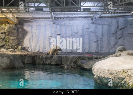 Couple d'ours polaires (également connu sous le nom de Thalarctos Maritimus ou Ursus maritimus) reposant sur la glace Banque D'Images