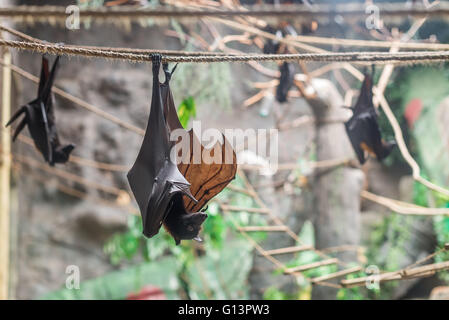 Malayan Bat (Pteropus vampyrus) suspendu à une corde avec sa tête en bas Banque D'Images
