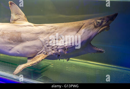 Les jeunes bourrés avec les grandes dents de requin et ouvrit la bouche isolé sur aquarium Banque D'Images