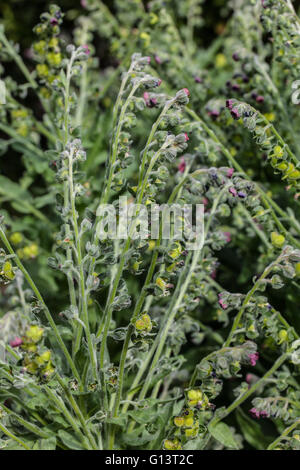 Cynoglossum officinale Banque D'Images