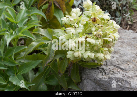 Helleborus argutifollus Banque D'Images