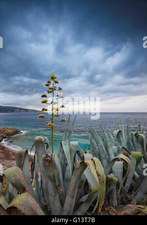 Agave americana en tempête, Croatie Banque D'Images