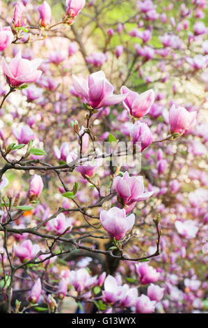 Magnolia en fleurs au printemps jardin aux beaux jours Banque D'Images