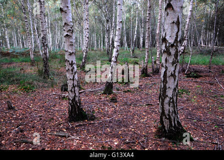 Bois de bouleau verruqueux sur l'Arne la réserve naturelle RSPB, Dorset, UK Banque D'Images