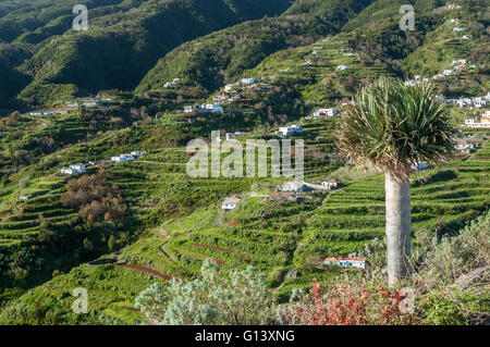 Cumbre crête de montagne de Mirador de San Bartolomé à la côte est au nord de Santa Cruz de La Palma, Îles Canaries, Espagne Banque D'Images