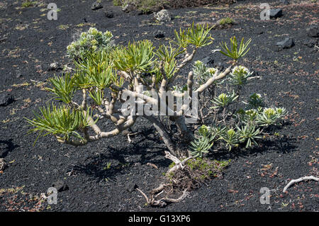 Kleinia neriifolia également connu sous le nom de Verode ou Berode sur de plus en plus de cendres volcaniques Teneguia volcano sur La Palma, Îles Canaries, Espagne Banque D'Images