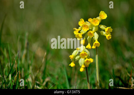 Coucou bleu primula veris Dorset UK Banque D'Images