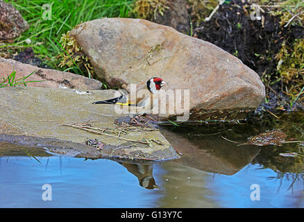 Chardonneret par l'eau Banque D'Images