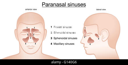 Les sinus paranasaux. , Frontal, maxillaire ethmoidal sphénoïdales et sinus. Vue latérale et antérieure. Banque D'Images