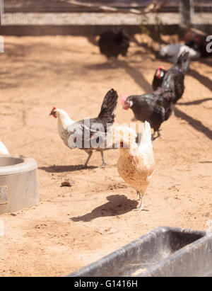 Buff, noir, marron, blanc et les poulets d'une ferme à l'extérieur un poulailler de bec et en quête de nourriture. Banque D'Images