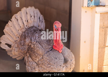 La Turquie Meleagris gallopavo oiseaux sur une ferme avec des poules. Banque D'Images
