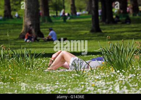 Londres, Royaume-Uni. 8e mai 2016. Météo de l'été amène les gens à prendre le soleil en Green Park à Londres, Angleterre Crédit : Paul Brown/Alamy Live News Banque D'Images