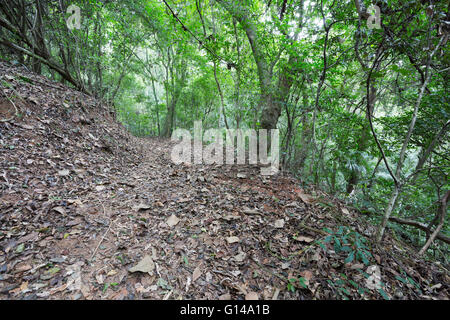 Sao Paulo, Brésil. 8 mai, 2016. Sentier menant à travers la forêt couverte de feuilles tombées est perçu au cours de cette journée nuageuse dans Cantareira State Park (Portugais : Parc Estadual da Cantareira) à Sao Paulo, Brésil. Credit : Andre M. Chang/ARDUOPRESS/Alamy Live News Banque D'Images