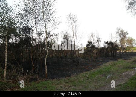 Lee sur le Solent, Hampshire Dimanche 9 Mai 2016 six appareils d'incendie du comté ont été appelés en cet après-midi pour attaquer un feu sur la plage de l'Armée de Browndown à Gosport. Autour de quarante les pompiers ont été appelés à combattre le brasier qui était d'environ 5 acres juste après 5h00 le dimanche. Les équipes de pompiers de Gosport, Fareham, Eastleigh et soutenu par deux porteurs d'eau et deux de Landrovers Fareham et Eastleigh casernes de pompiers a aidé à lutter contre l'incendie et l'empêcher de se propager. La police et les groupes de travail sont des spécialistes des incendies criminels à la recherche dans le fait qu'un grand groupe de jeunes gens étaient dans le Banque D'Images