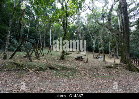 Sao Paulo, Brésil. 8 mai, 2016. Aire de jeux à l'aire de loisirs, des balançoires vides près des arbres, est vu au cours de cette journée nuageuse dans Cantareira State Park (Portugais : Parc Estadual da Cantareira) à Sao Paulo, Brésil. Credit : Andre M. Chang/ARDUOPRESS/Alamy Live News Banque D'Images