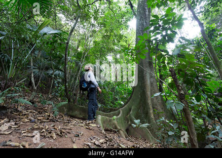 Sao Paulo, Brésil. 8 mai, 2016. L'homme à la recherche de big Ficus insipida arbre, est vu au cours de cette journée nuageuse dans Cantareira State Park (Portugais : Parc Estadual da Cantareira) à Sao Paulo, Brésil. Credit : Andre M. Chang/ARDUOPRESS/Alamy Live News Banque D'Images