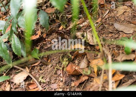 Sao Paulo, Brésil. 8 mai, 2016. (Echinanthera cephalostriata serpent brun) avec son ventre jaune et point noir, est considérée par les feuilles au cours de cette journée nuageuse dans Cantareira State Park (Portugais : Parc Estadual da Cantareira) à Sao Paulo, Brésil. Credit : Andre M. Chang/ARDUOPRESS/Alamy Live News Banque D'Images