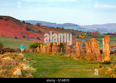 Un matin tôt walker en tenant à l'aube sur la montagne Halkyn avec la gamme Clwydian Hills dans la distance que les deux frontières et Denbighshire Flintshire dans le Nord du Pays de Galles Banque D'Images