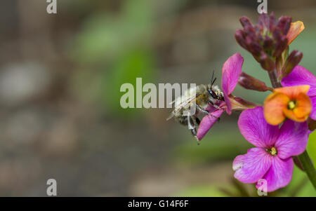 À pieds velus (Anthophora plumipes abeille fleurs mâles) se nourrissant de wallflowers Banque D'Images